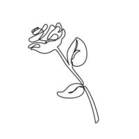 Rose continuous line, flowers garden, outline sketch style vector abstract art.