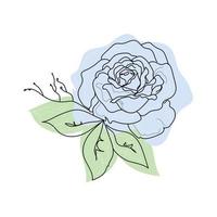 Blue Rose continuous line , outline sketch style vector abstract art.