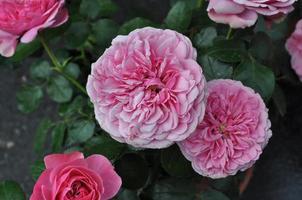 pink rose flower photo