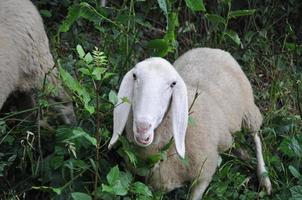 white sheep mammal animal photo