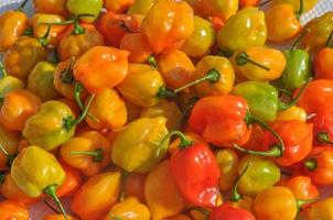 Red peppers vegetables photo