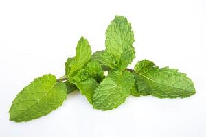 hoja de menta fresca, primer plano aislado en un fondo blanco. foto