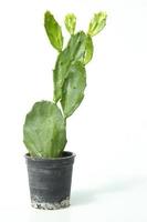 Cactus isolated on white background. photo