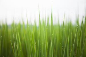 la planta de arroz verde en la mañana tenía gotas de rocío. foto