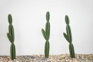gran cactus en la pared de cemento blanco en el fondo. foto