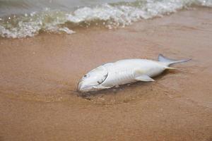 peces muertos tirados en la playa en la arena con olas de mar. foto