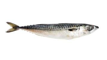 Fresh saba fish isolated on white background photo