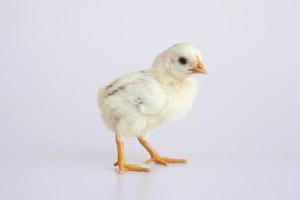 Cute little chick on a white background. photo