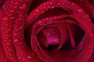 Drops of rain on the rose-red background. photo