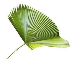 Green leaves of palm tree isolated on white background photo