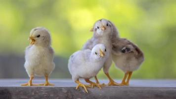 4 yellow baby chicks on wood floor behind natural blurred background photo