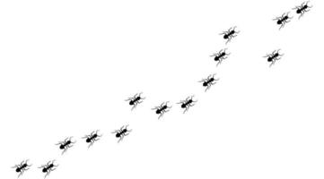 rastro de hormigas una línea de hormigas obreras marchando en busca de comida ilustración vectorial banner horizontal camino de hormigas columna trabajo en equipo trabajo duro metáfora siluetas de insectos negros viajando aislado