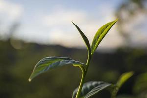 hojas de té desde la mañana temprano. foto