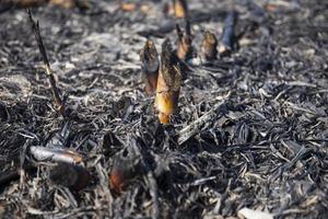quemar los campos de caña de azúcar negra como carbón para la próxima siembra. foto