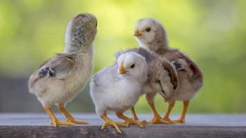 4 yellow baby chicks on wood floor behind natural blurred background photo