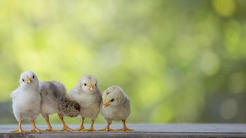 4 yellow baby chicks on wood floor behind natural blurred background photo