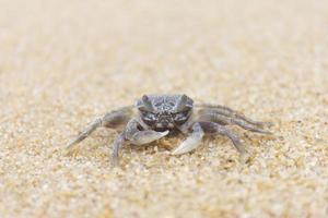 Crab on the sand by the sea.