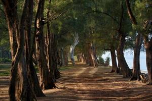 Pine tunnel at Maikhao beach, Phuket photo