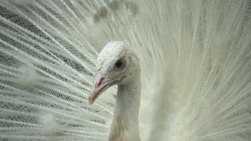 White peafowl is look at a direction. video