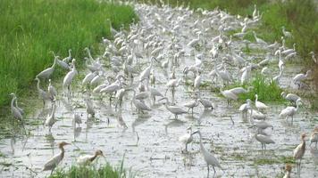 Group of white egret birds searching food at wetland. video