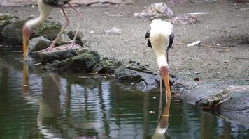 openbill asiático com etiqueta na perna procura comida na lagoa no parque das aves.