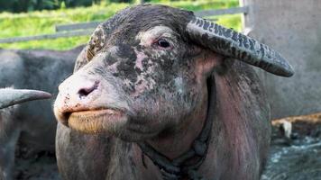 búfalo de agua con la boca abierta, video