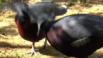 kastanjebruine gekroonde duif met tag op been in vogelpark. video