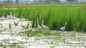 White egret and cattle egret live in the wetland of paddy field at Asia video