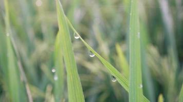 foglie di risaia con goccioline soffiate dal vento. video