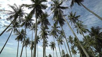 panorâmica de coqueiros tropicais sob o céu azul. video
