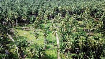 voler au-dessus de la route de campagne à la ferme de noix de coco tropicale video