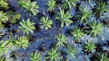 Aerial descending look down oil palm tree flooded video