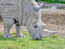 Africam Safari park near Puebla city in Mexico photo