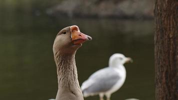 grågås i naturen video