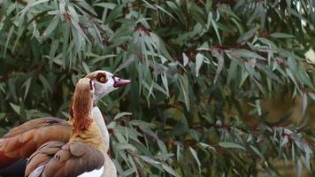 Greylag Goose in Nature video