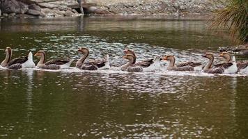 Greylag Goose in Nature video