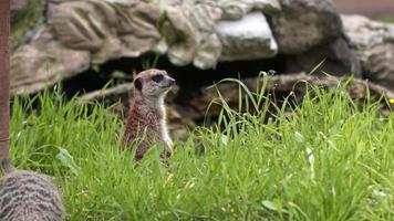 suricata animal en la naturaleza video