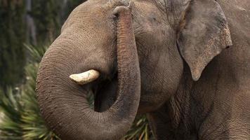 gros éléphant animal dans la nature video