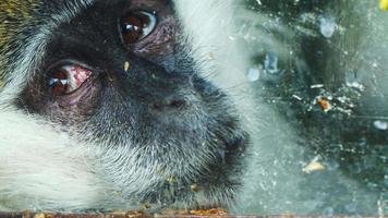 gefangener trauriger Affe hinter dem schmutzigen Glas video