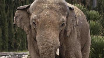 grote dierenolifant in de natuur video