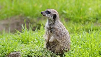 animal meerkat na natureza