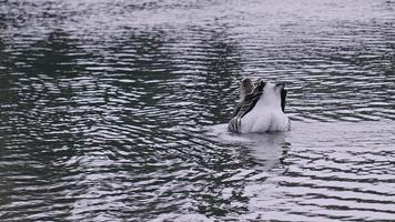 grauwe gans in de natuur video