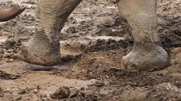 stora djur elefant fot går på marken video