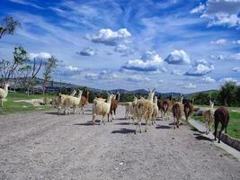 Africam Safari park near Puebla city in Mexico photo