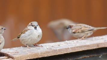 Animal Bird Sparrow on a Piece of Wood video