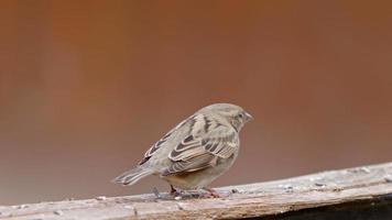 Animal Bird Sparrow on a Piece of Wood video