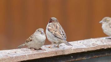 Animal Bird Sparrow on a Piece of Wood video