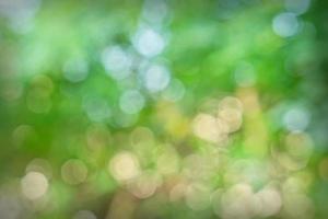 Bokeh background of foliage. Nature composition. photo