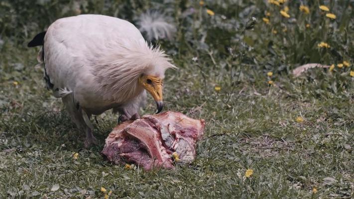 Animal Bird Eagle is Eating Raw Meat 6903441 Stock Video at Vecteezy
