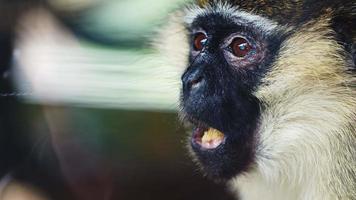 mamífero animal macaco mastigando comida video